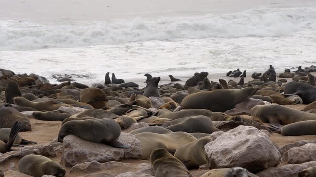Seals at Cape Cross Seal Reserve, one of the largest colonies of Cape fur seals in the world, on the Skeleton Coast in Namibia.