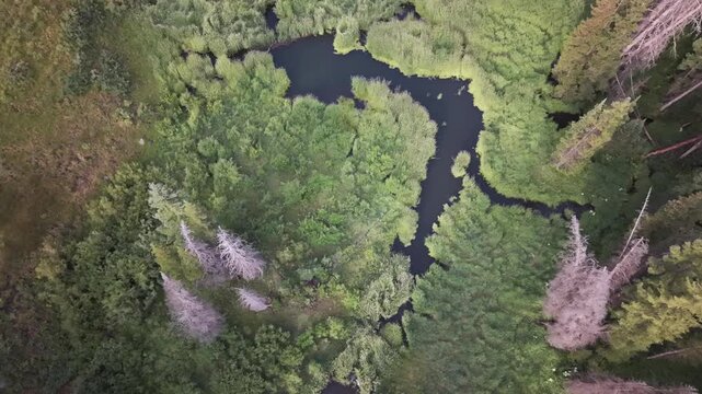 Aerial View of Lush Green Wetlands with Meandering Waterways