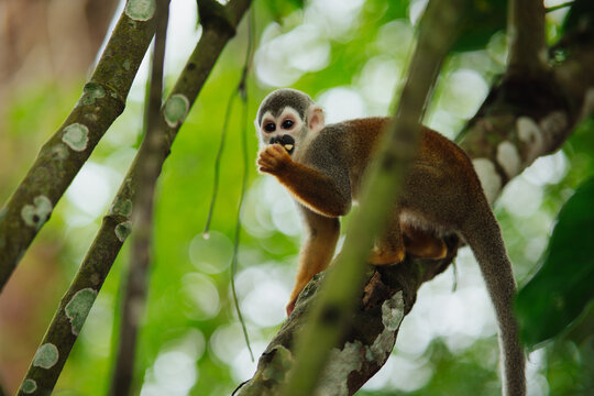 Squirrel monkey sitting on a branch in the Amazon rainforest.