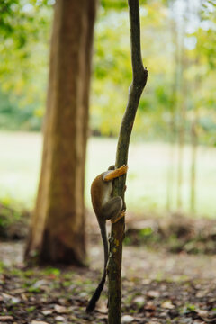 Squirrel monkey hanging from a branch in the Amazon rainforest.