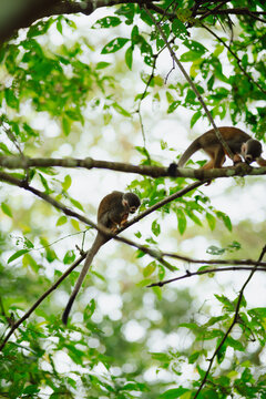 Squirrel monkey hanging from a branch in the Amazon rainforest.