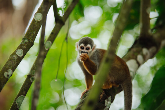 Squirrel monkey sitting on a branch in the Amazon rainforest.