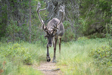 Renne sur le sentier © Rmi