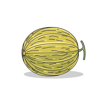 Illustration of a Whole Melon Fruit with Stripes and Stem.