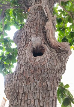 Hole in old tree trunk