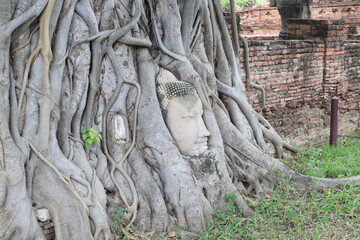 Obraz premium Buddha Head Enveloped by Banyan Tree Roots in Ayutthaya: The serene stone face of a Buddha is slowly being reclaimed by the powerful, entwined roots of a majestic banyan tree.