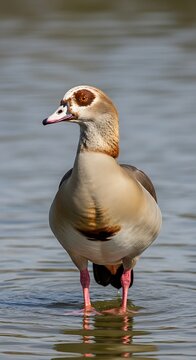Close-Up of Egyptian Goose Standing in Water.