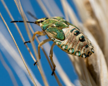 Colorful stink bug on a wheat ear