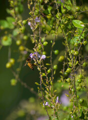 Honey bee collecting nectar from basil flowers © Sandeep