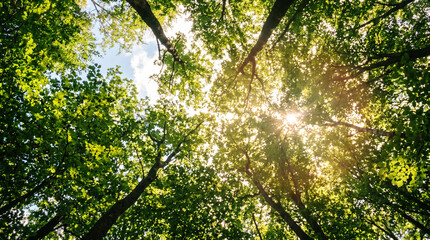 Fototapeta premium Sun rays through green tree canopy in lush forest.