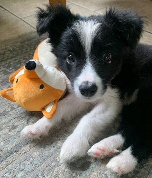 border collie puppy
