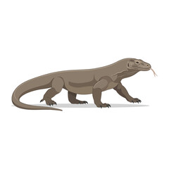 Fototapeta premium Full body illustration of a large Komodo dragon standing on a plain white background showing natural skin texture and a long tail in side profile view