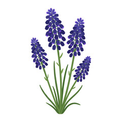 Fototapeta premium Stunning purple grape hyacinth flower illustration isolated on white background depicting elegant spring botanical elements for floral design projects