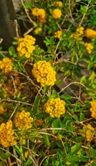 Obraz premium ⁠Cluster of Yellow Lantana Flowers in Tropical Garden