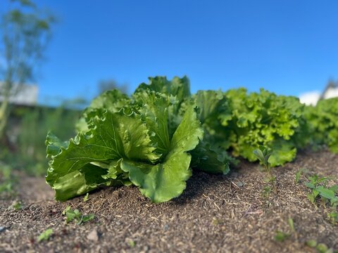 lettuce in the garden