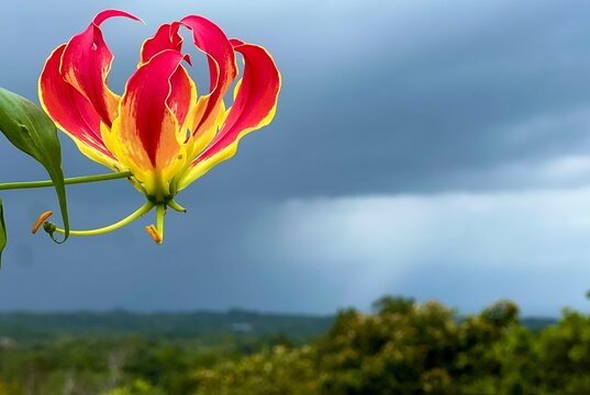 lirio de fuego 