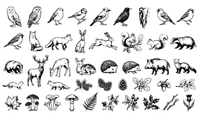 Vintage Charcoal Woodland Bird and Forest Animal Sketch Vector Set © MdShojib