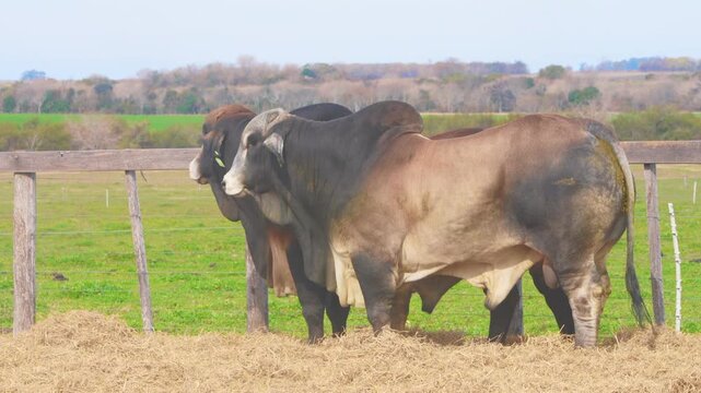 Zebu bull standing in profile in open green paddock on Argentine cattle ranch
