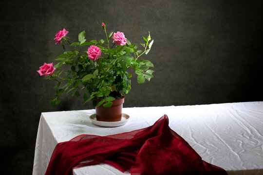 Still life with a rose bush in a pot on a table