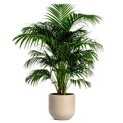 Fototapeta premium Parlor Palm (Chamaedorea elegans) Air Purifier