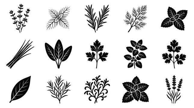 Black  White Glyph Icons of Various Herbs and Spices for Food Industry