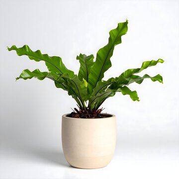 Bird's Nest Fern (Asplenium nidus) Air Purifier