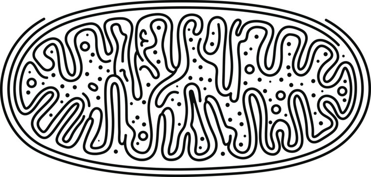 Minimalist black and white vector illustration of a biological cell mitochondrion organelle for educational science projects