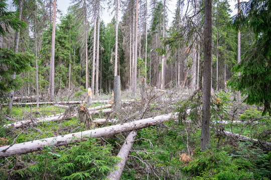 Forest glade with lots of fallen broken trees lying on ground, woodlands after storm and bug attack, dried dead timbers infested by bark beetle, woods destroyed by windfall and parasites invasion.