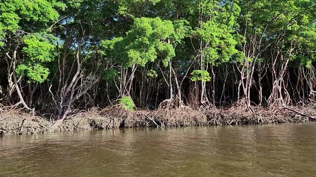 Intricate aerial root system of a tropical mangrove forest along the Munda&uacute; river estuary.