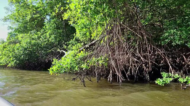 Sailing past wild, pristine mangrove trees on the quiet waters of Trairi, Northeast Brazil.