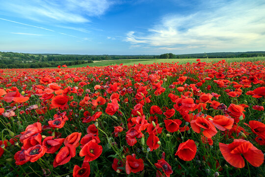 Beautiful summer day over poppy field