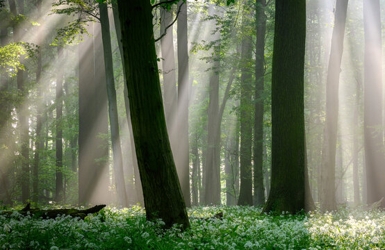 Beautiful morning in forest full of blossoming wild garlic