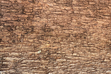 Natural textured brown bark background © Rawpixel.com