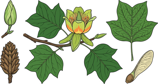 Tulip Tree Liriodendron Tulipifera Botanical Element Set with Blooming Yellow Flower Branch Green Lobed Leaves Closed Bud Seed Cone and Samara Key Vector Illustrations
