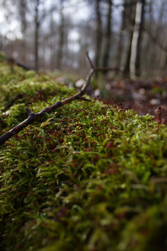 Close up of green moss with tiny sporophytes and a thin branch on the forest floor