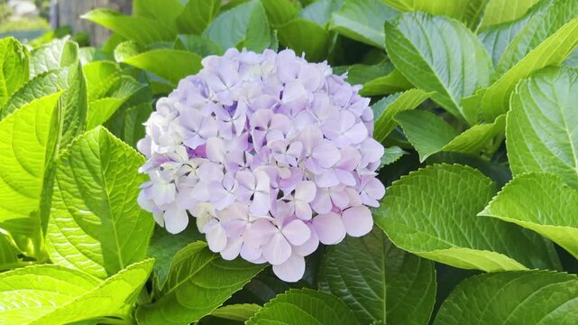 Bright purple hortensia or Hydrangea flwoers in the sun isolated close-up on green leaves background, La Guancha, Tenerife, Canary Islands, Spain