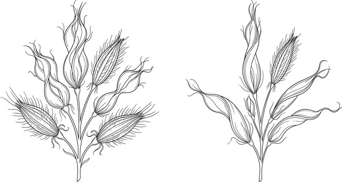 Detailed Botanical Line Drawing Vector of Plant Stems with Leaves and Seed Heads
