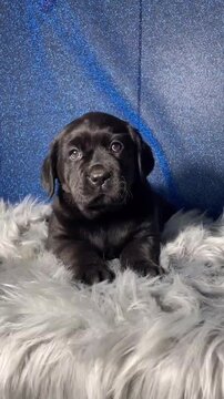 Cute black puppy dog lying on ground