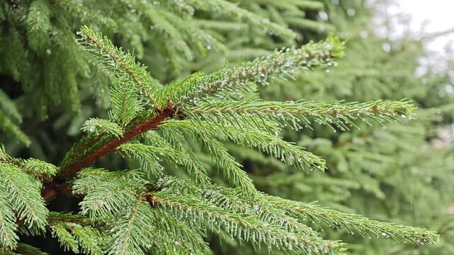 Macro shot of fresh rain drops resting on green spruce pine tree branches, concept of purity, eco friendly nature and woodland freshness