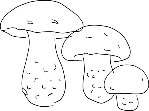 A black and white outline drawing of a cluster of three wild mushrooms featuring dotted/textured stems, resembling birch boletes (Leccinum).