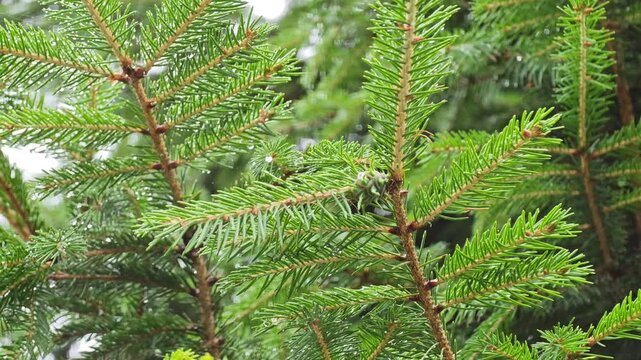 Macro shot of a small young green pine cone growing on a spruce tree branch covered with fresh rain drops, concept of botanical growth and forest purity