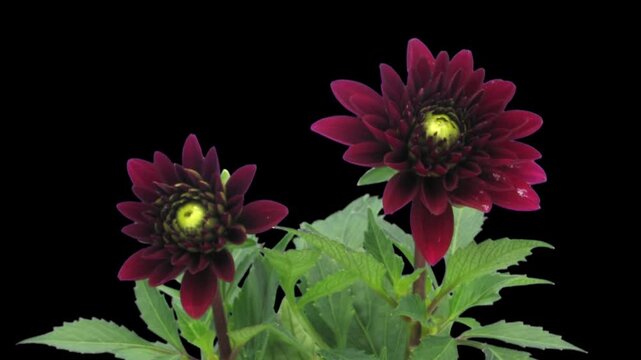 Time lapse of opening red dahlia flowers in a pot isolated on black background