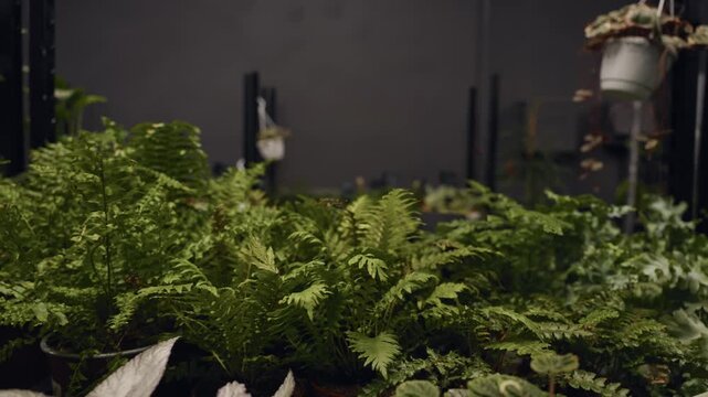 Indoor greenery with soft lighting. Boutique for lush indoor plants with cozy atmosphere