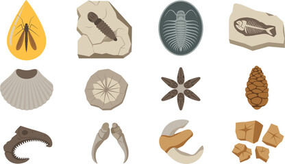 Prehistoric paleontology fossil vector set featuring ancient insect in amber, trilobite, fish skeleton, seashell, dinosaur skull, claws, and pinecone elements isolated on white. © Md