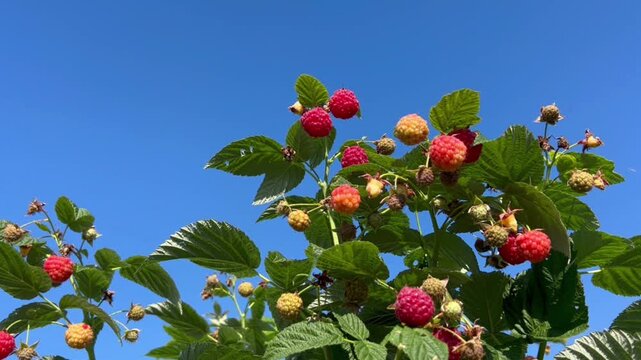 Organic raspberry bushes loaded with red and golden berries in a thriving garden. Great for agriculture videos, farm marketing, and editorial use.