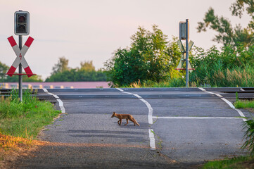 Fototapeta premium Ein junger Rotfuchs überquert eine Strasse an einem Bahnübergang