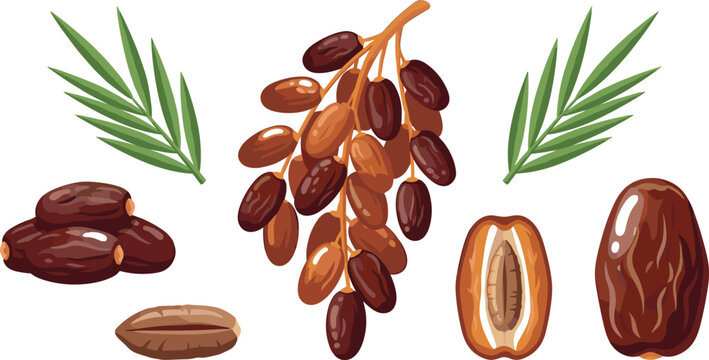 Dried Dates Fruit Vector Set with Palm Leaves Branch Half Date with Seed and Pile of Sweet Fruits for Ramadan Kareem Food Branding Designs