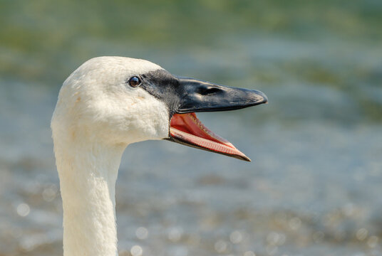 Trumpeter Swan Honking Bird Portrait Close-Up