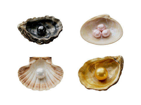 Assorted natural pearls inside open oyster seashells with seashell collection precious treasure biological