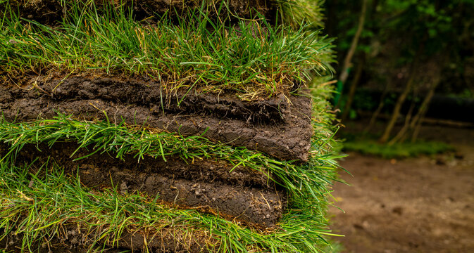 Close up of rolled green grass turf sod layers stacked showing soil and roots, lawn landscaping and gardening concept